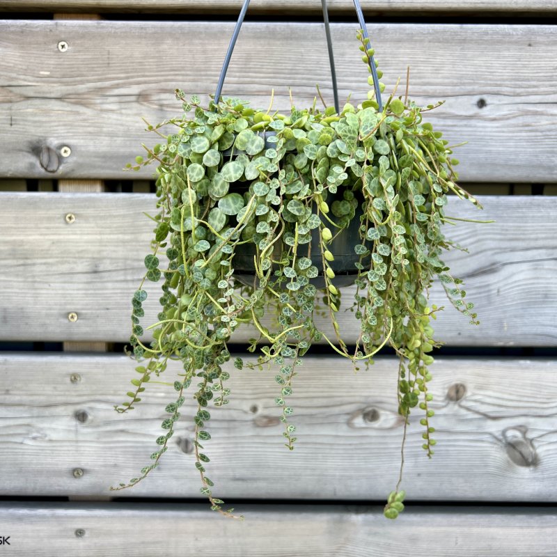 Peperomia (Peperómia) ´PROSTATA´ - kont. C1,5L, výška 20-30 cm - závesný kvetináč